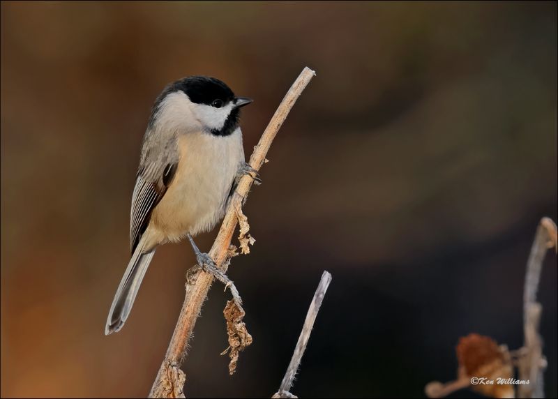Carolina Chickadee, Rogers Co yard, OK, 11-28-2023_5993Dz.jpg