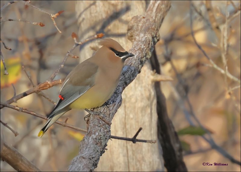 Cedar Waxwing, Rogers Co yard, OK, 11-28-2023_5933Dz.jpg