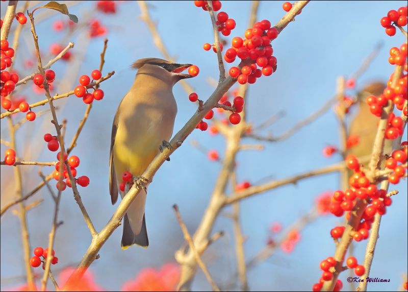 Cedar Waxwing, Rogers Co yard, OK, 11-28-2023_5850Dz.jpg