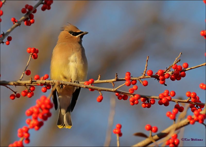 Cedar Waxwing, Rogers Co yard, OK, 11-28-2023_5870Dz.jpg