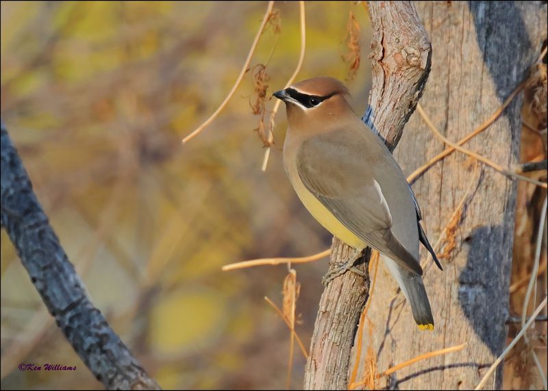 Cedar Waxwing, Rogers Co yard, OK, 11-28-2023_5892Dz.jpg