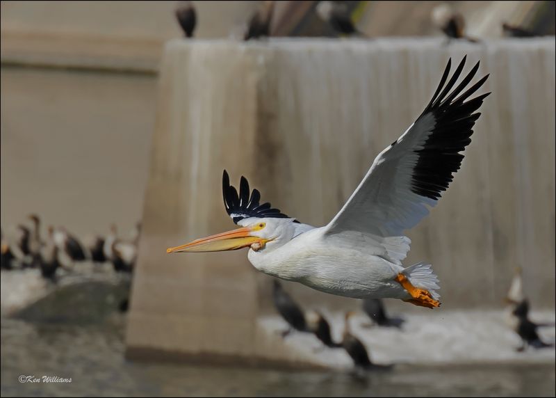 American White Pelican, Fort Gibson Dam, OK, 11-2-2023_6122Dz.jpg