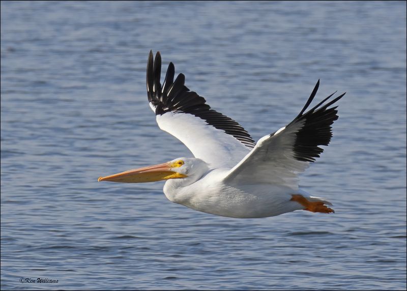 American White Pelican, Tulsa Co, OK, 11-29-2023_7806Dz.jpg