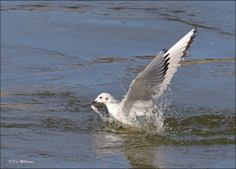 Boneparte's Gull, Fort Gibson Dam, OK, 11-2-2023_0001Dz.jpg