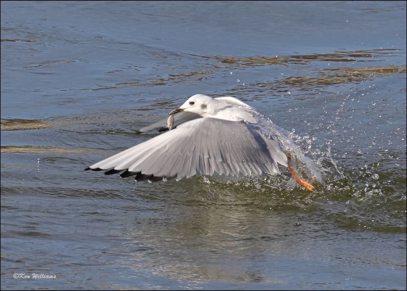 Boneparte's Gull, Fort Gibson Dam, OK, 11-2-2023_0002Dz.jpg