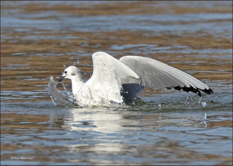 Boneparte's Gull, Fort Gibson Dam, OK, 11-2-2023_0008Dz.jpg
