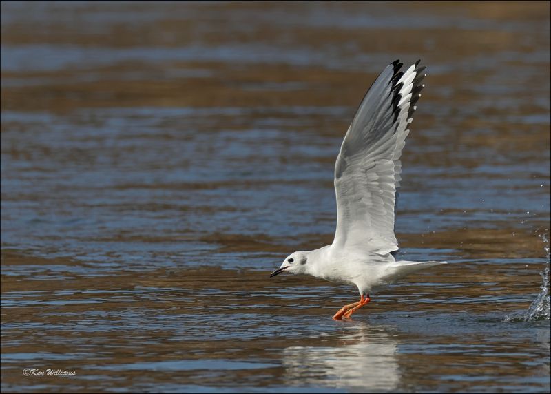 Boneparte's Gull, Fort Gibson Dam, OK, 11-2-2023_0012Dz.jpg