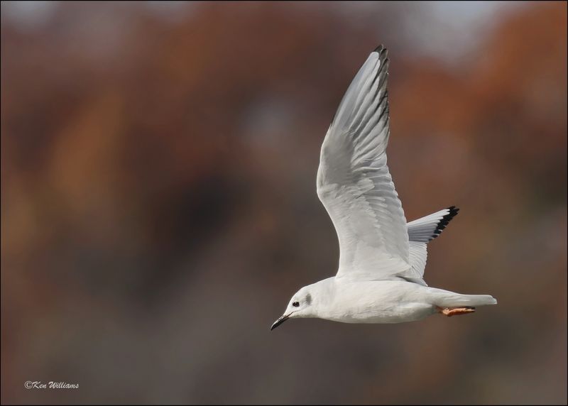 Boneparte's Gull, Fort Gibson Dam, OK, 11-2-2023_0022Dz.jpg