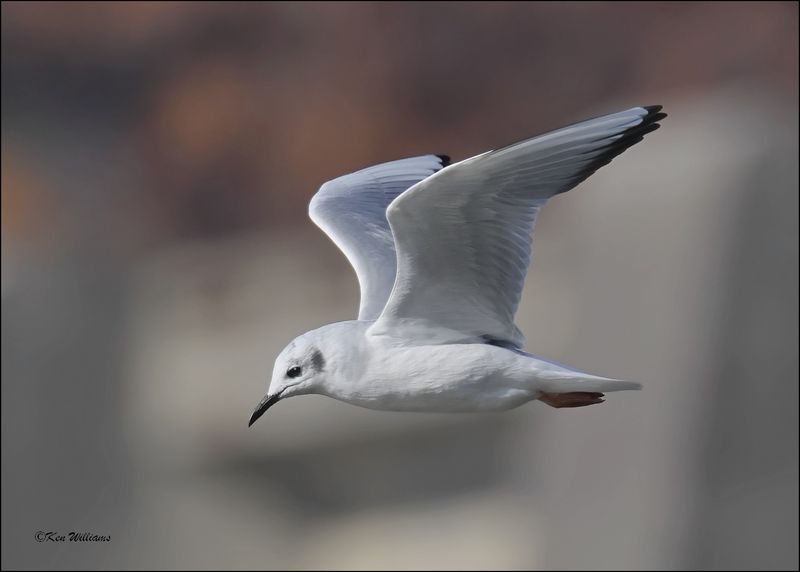 Boneparte's Gull, Fort Gibson Dam, OK, 11-2-2023_0024Dz.jpg