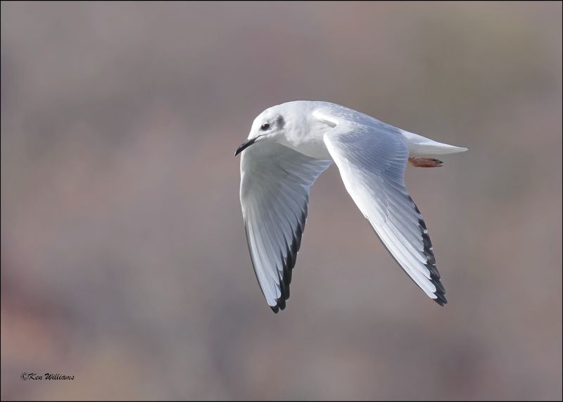 Boneparte's Gull, Fort Gibson Dam, OK, 11-2-2023_0026Dz.jpg