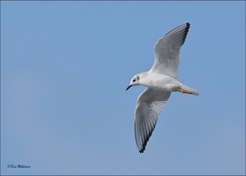 Boneparte's Gull, Fort Gibson Dam, OK, 11-2-2023_0028Dz.jpg