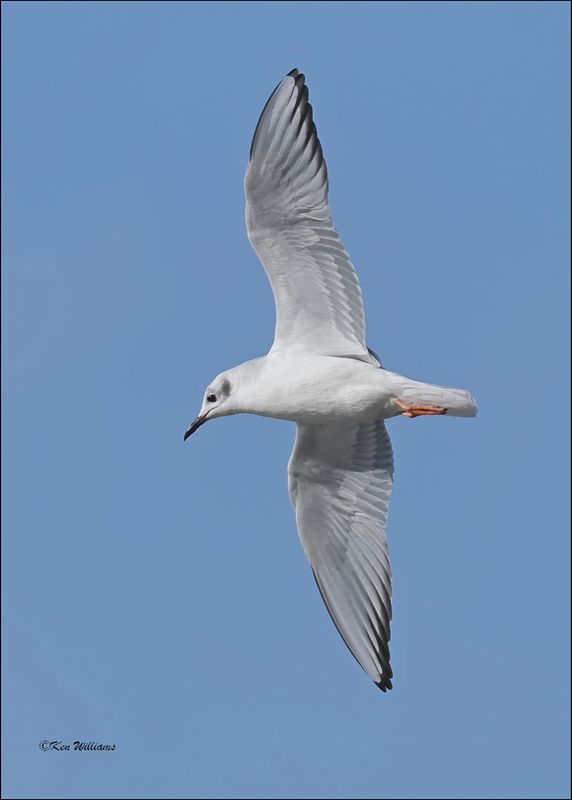 Boneparte's Gull, Fort Gibson Dam, OK, 11-2-2023_0029Dz.jpg