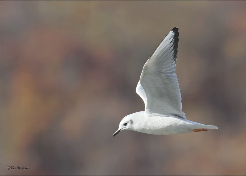 Boneparte's Gull, Fort Gibson Dam, OK, 11-2-2023_0031Dz.jpg
