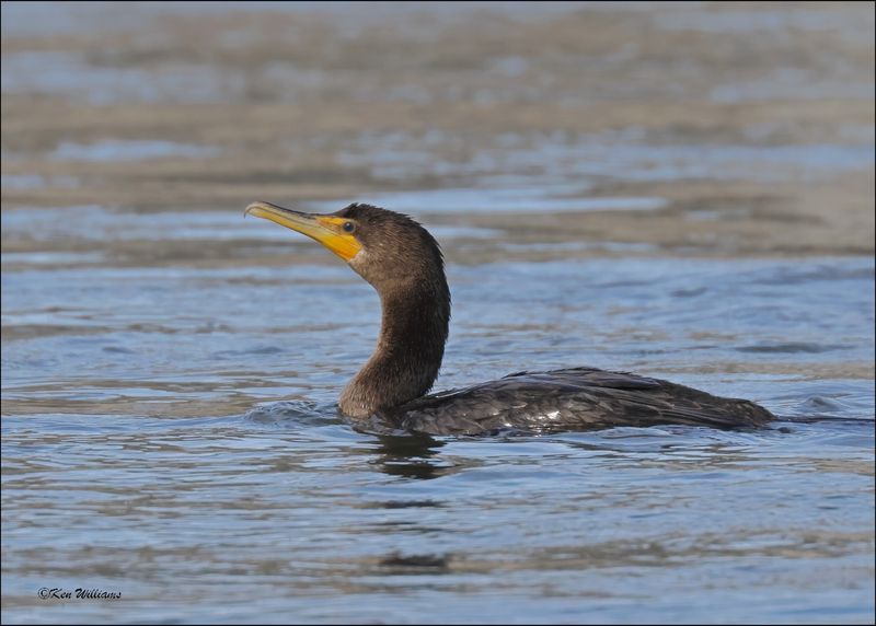 Double-crested Cormorant 1st year, Fort Gibson Dam, OK, 11-2-2023_6255Dz.jpg