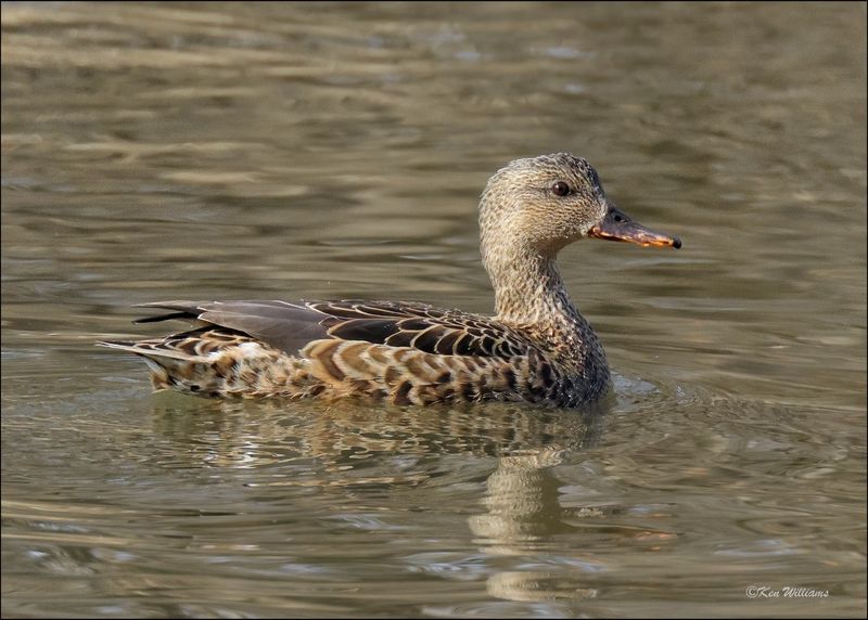 Gadwall female, Tulsa Co, OK, 11-29-2023_6563Dz.jpg