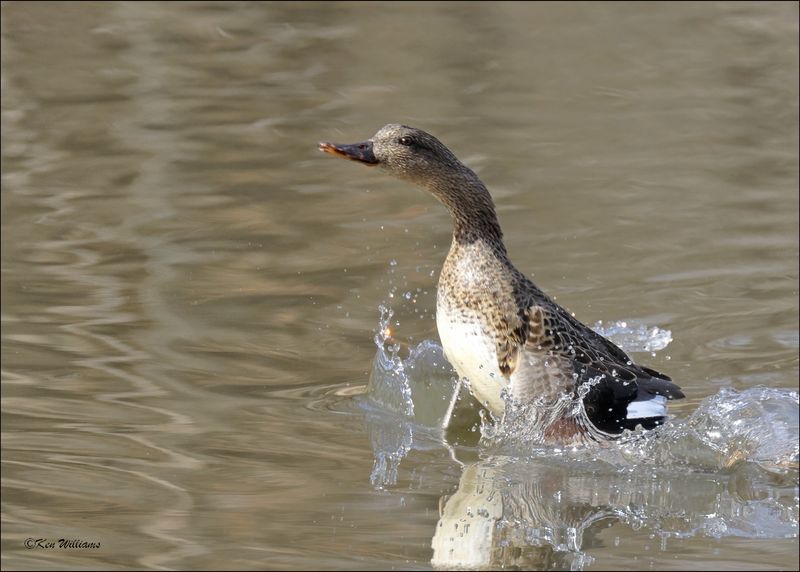 Gadwall female, Tulsa Co, OK, 11-29-2023G_6577Dz.jpg