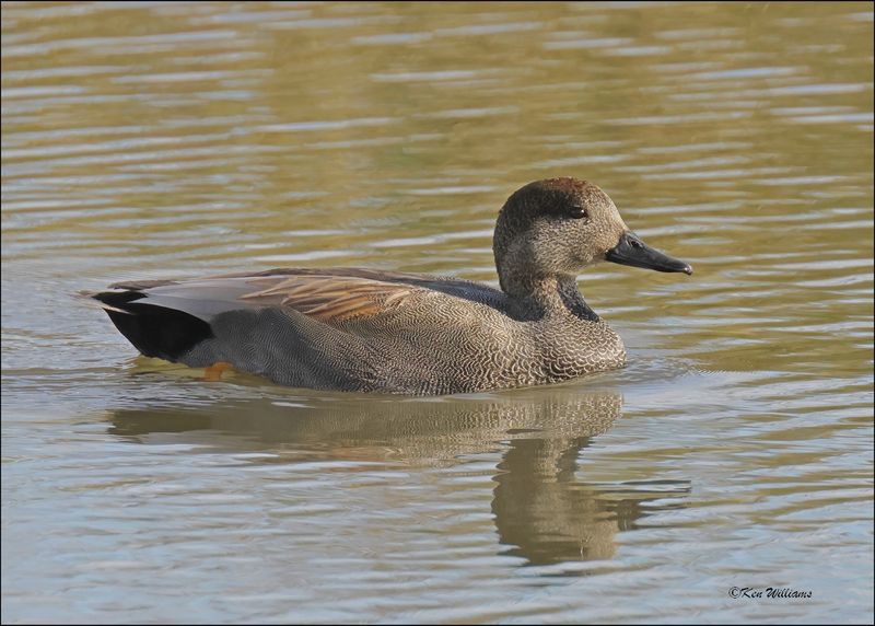 Gadwall male, Tulsa Co, OK, 11-29-2023_7635Dz.jpg