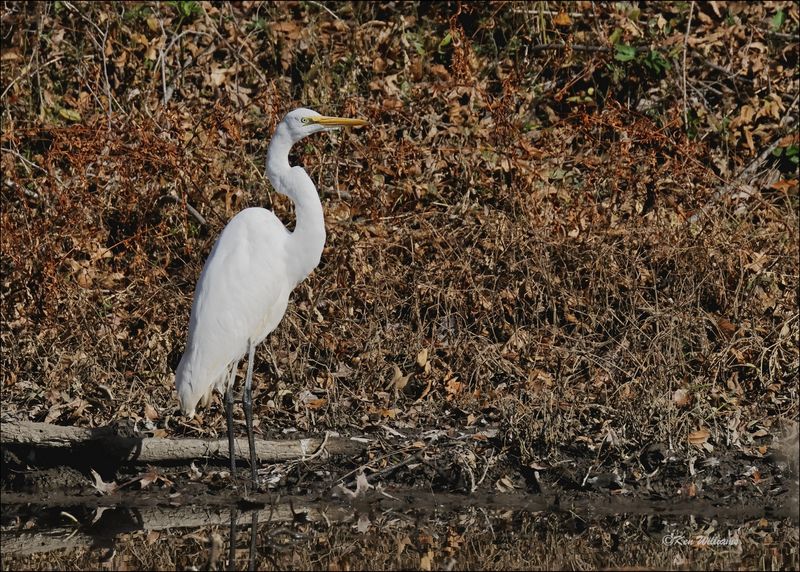 Great Egret, Tulsa Co, OK, 11-29-2023_7450Dz.jpg