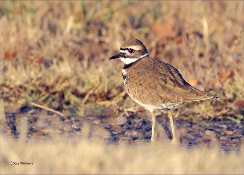 Killdeer, Wagoner Co, OK, 11-29-2023_5998Dz.jpg