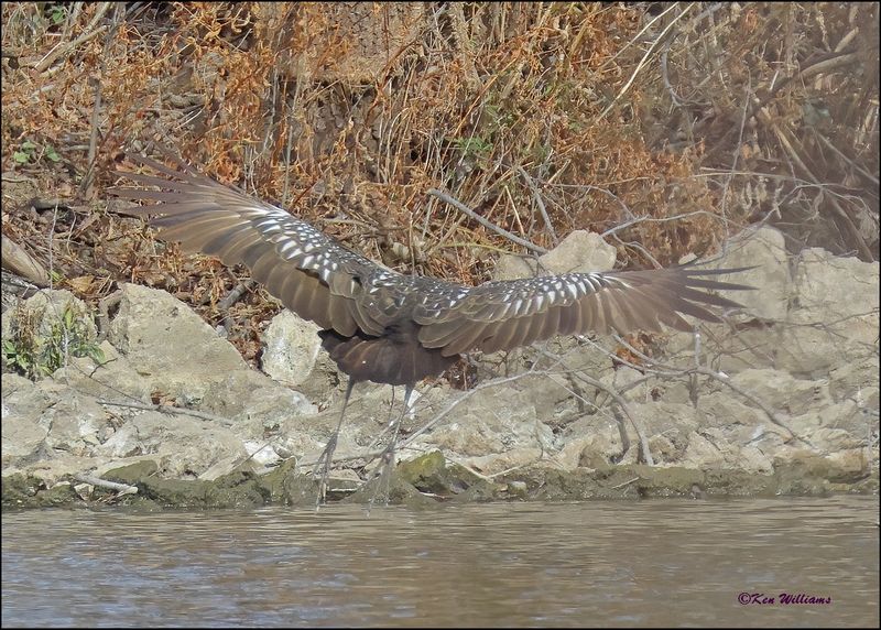 Limpkin - eating a mussel