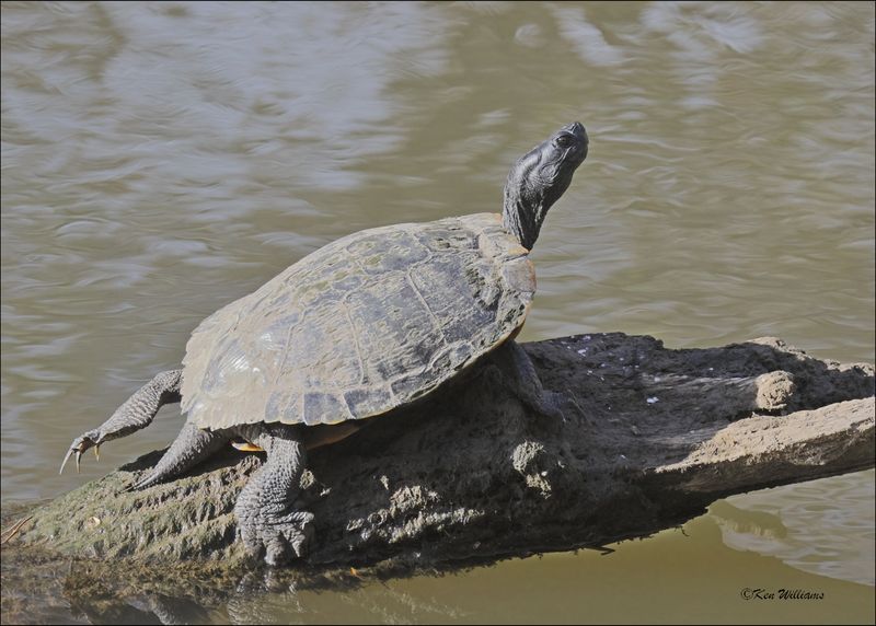 Red-eared Slider, Tulsa Co, OK, 11-29-2023_7791Dz.jpg