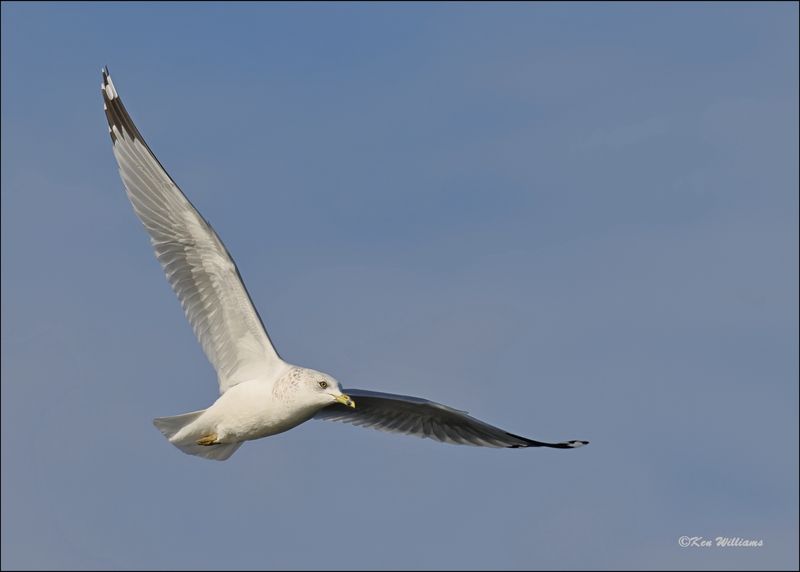 Ring-billed Gull, Tulsa Co, OK, 11-29-2023_7811Dz.jpg