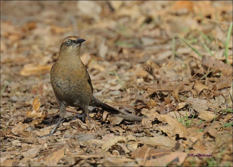 Rusty Blackbird male nonbreeding, Tulsa Co, OK, 11-29-2023_7425Dz.jpg
