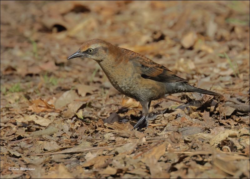 Rusty Blackbird male nonbreeding, Tulsa Co, OK, 11-29-2023_7427Dz.jpg