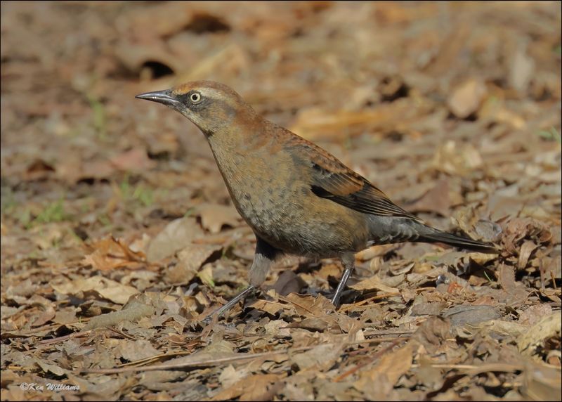 Rusty Blackbird male nonbreeding, Tulsa Co, OK, 11-29-2023_7430Dz.jpg
