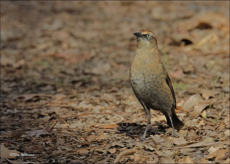 Rusty Blackbird male nonbreeding, Tulsa Co, OK, 11-29-2023_7439z.jpg