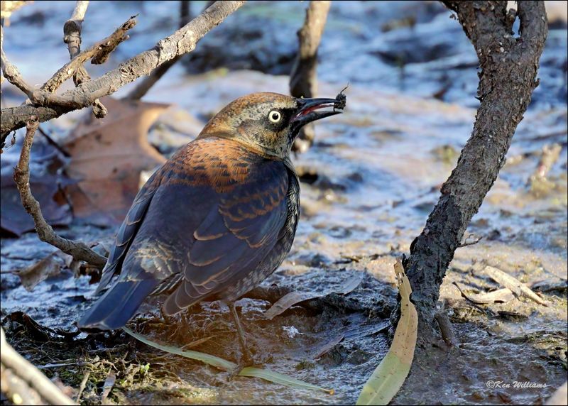 Rusty Blackbird male nonbreeding, Tulsa Co, OK, 11-29-2023_7704Dz.jpg