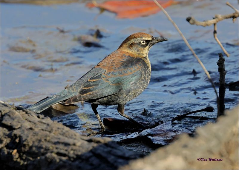 Rusty Blackbird male nonbreeding, Tulsa Co, OK, 11-29-2023_7735Dz.jpg
