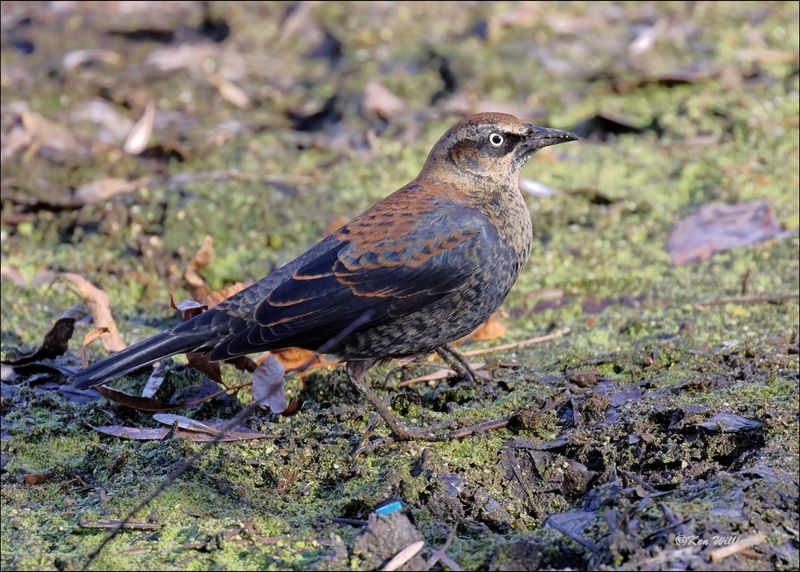 Rusty Blackbird male nonbreeding, Tulsa Co, OK, 11-29-2023_7772Dz.jpg