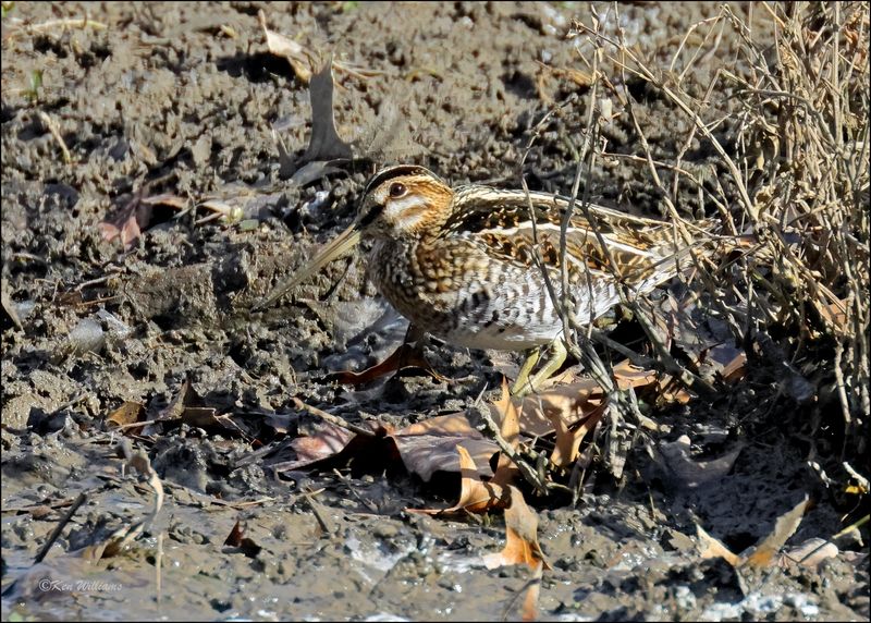 Wilson's Snipe, Tulsa Co, OK, 11-29-2023_7502Dz.jpg