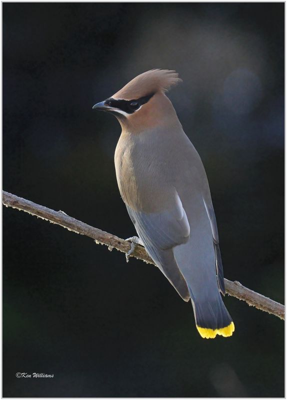 Cedar Waxwing, Rogers Co yard, OK, 12-13-2023_8004Dz.jpg