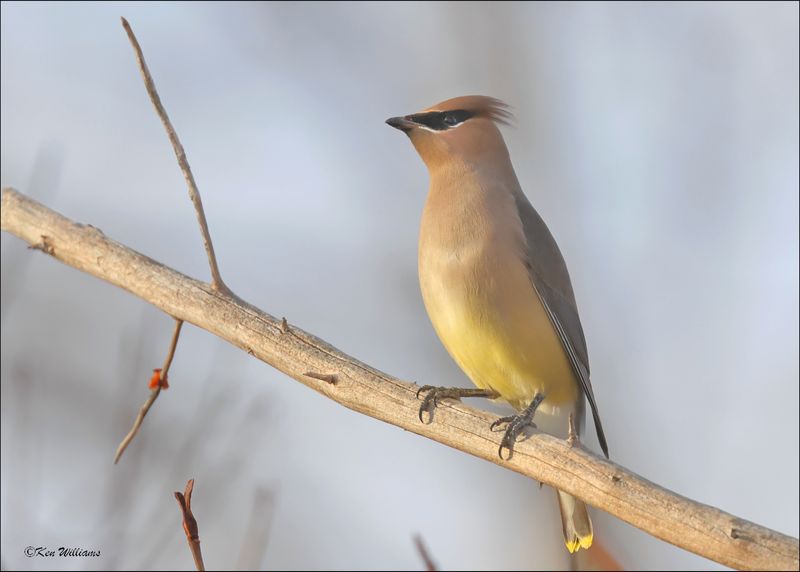 Cedar Waxwing, Rogers Co, OK, 12-14-2023_8096Dz.jpg