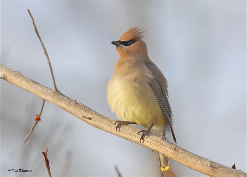 Cedar Waxwing, Rogers Co, OK, 12-14-2023_8105Dz.jpg