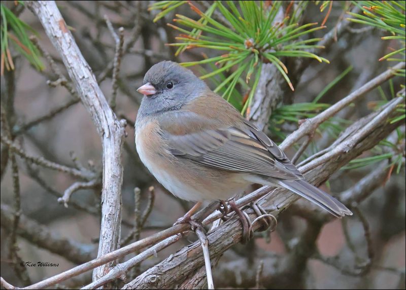 Dark-eyed Junco - Slate-colored subspecies, Rogers Co yard, OK, 12-29-2023_8284Dz.jpg