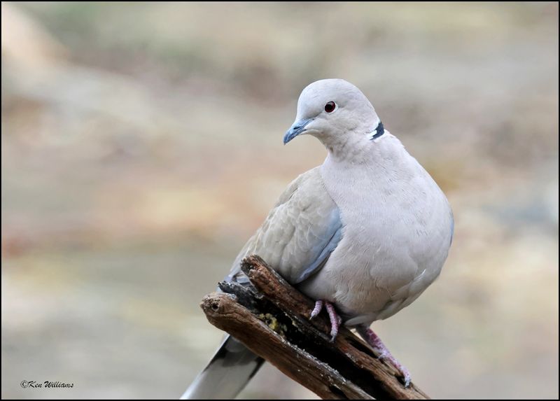 Eurasian Collared Dove, Rogers Co yard, OK, 12-31-2023_8323Dz.jpg