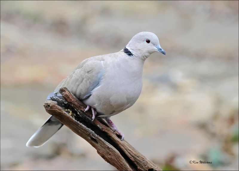 Eurasian Collared Dove, Rogers Co yard, OK, 12-31-2023_8332Dz.jpg