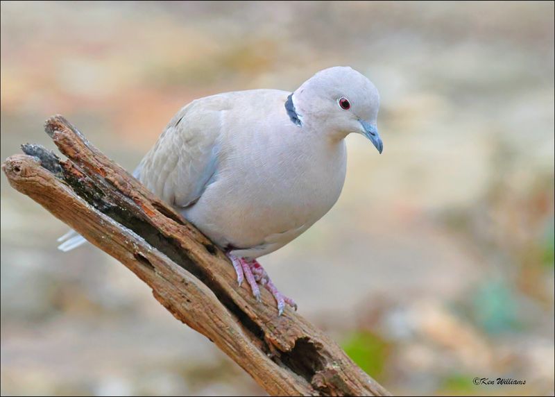 Eurasian Collared Dove, Rogers Co yard, OK, 12-31-2023_8336Dz.jpg