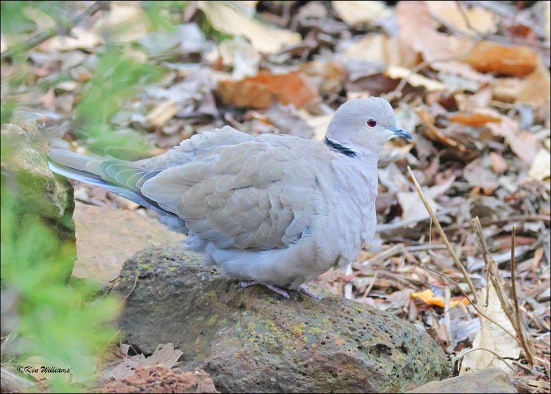 Eurasian Collared Dove, Rogers Co yard, OK, 12-31-2023_8356Dz.jpg