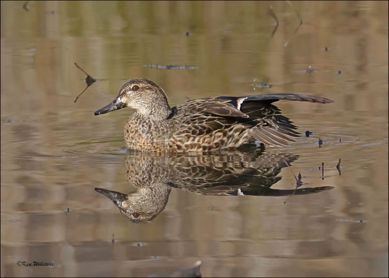 Green-winged Teal female, Tulsa Co, OK,12-12-2023_7904Dz.jpg