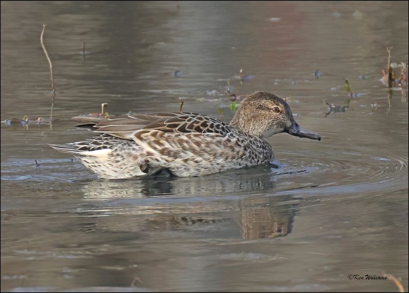 Green-winged Teal female, Tulsa Co, OK,12-12-2023_7967Dz.jpg