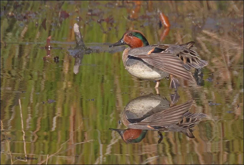 Green-winged Teal male, Tulsa Co, OK,12-12-2023_7889Dz.jpg