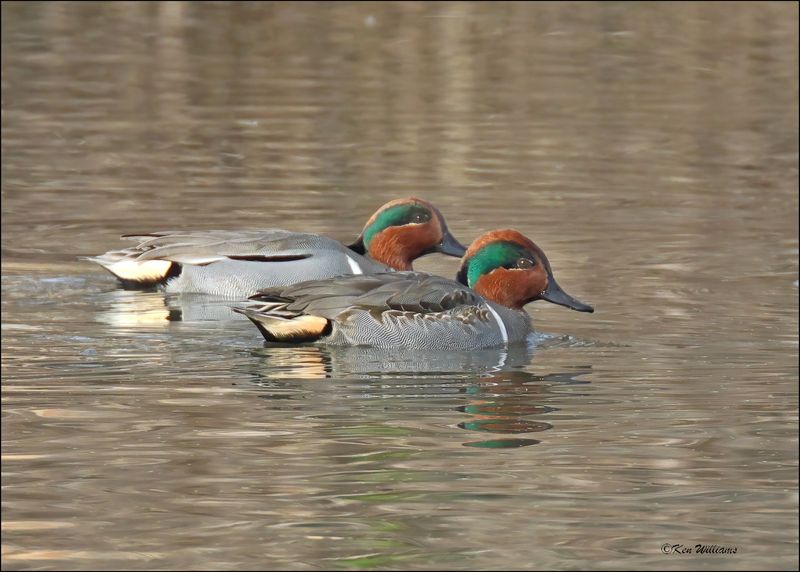 Green-winged Teal males, Tulsa Co, OK,12-12-2023_7975Dz.jpg
