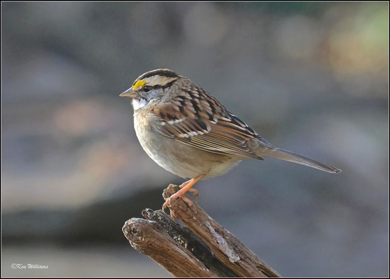 White-thorated Sparrow, Rogers Co yard, OK, 12-13-2023_8034Dz.jpg