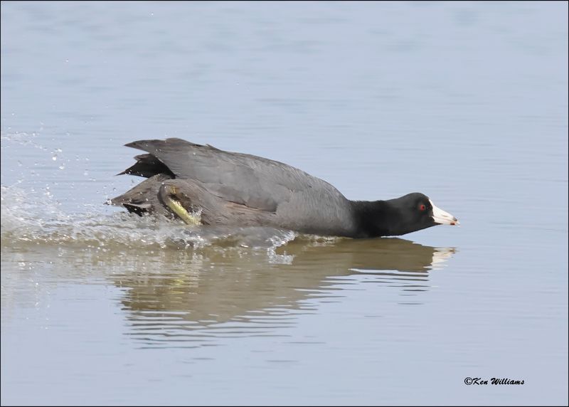 American Coot, S. Padre Island, TX, 1-13-2024_3874Dz.jpg