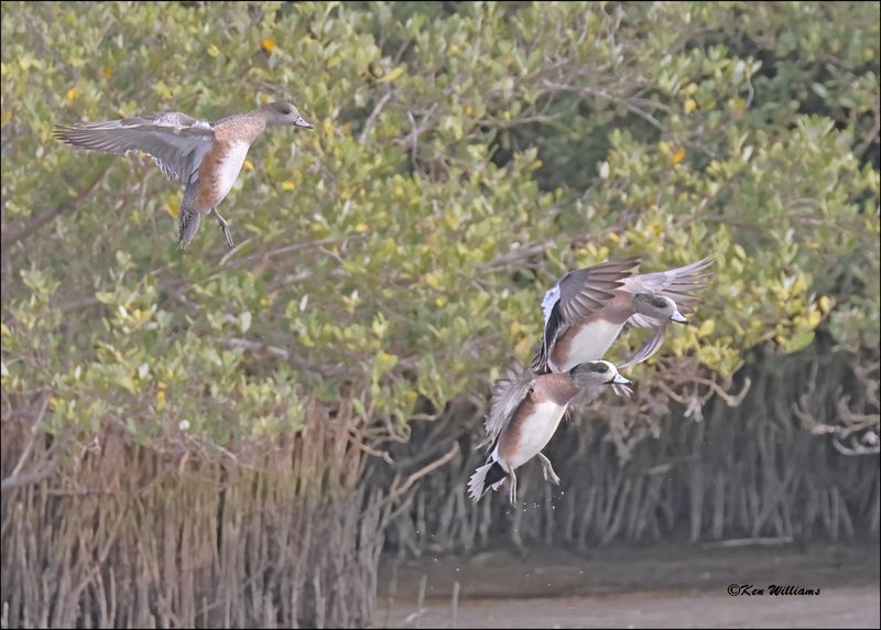 American Wigeon males fighting, S. Padre Island, TX, 1-13-2024_3922Dz.jpg