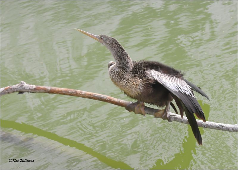 Anhinga female, Brownsville, TX, 1-12-2024_1080Dz.jpg